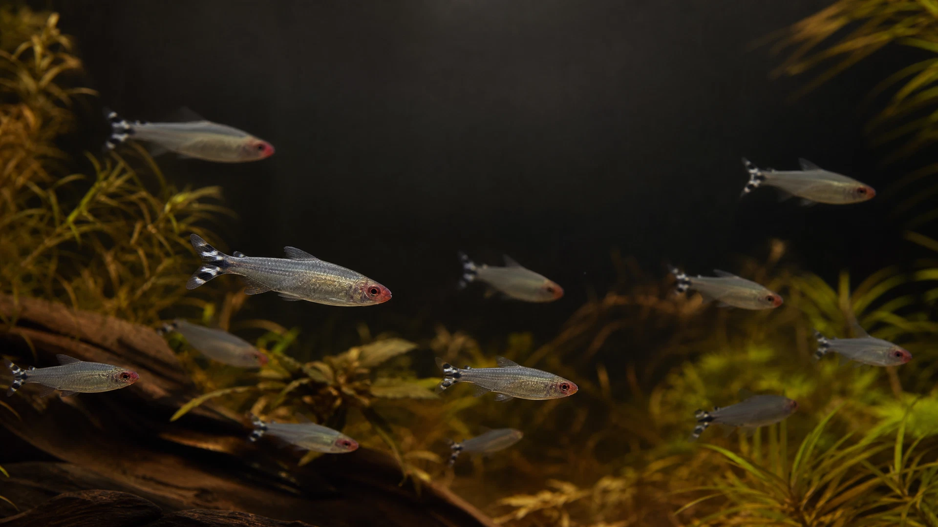Rotkopfsalmler (Petitella georgiae)