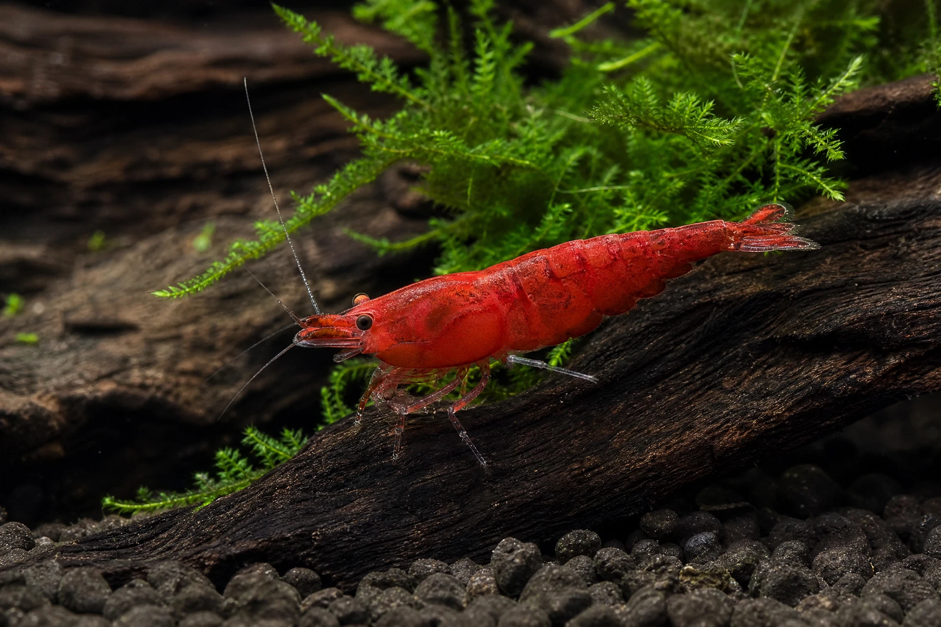Sakura Garnele (Neocaridina davidi „Sakura“)