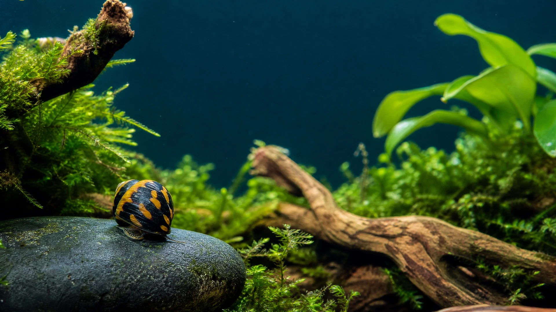 Bienenschnecke mit gelb schwarzem Muster auf dunklem Stein im Aquarium