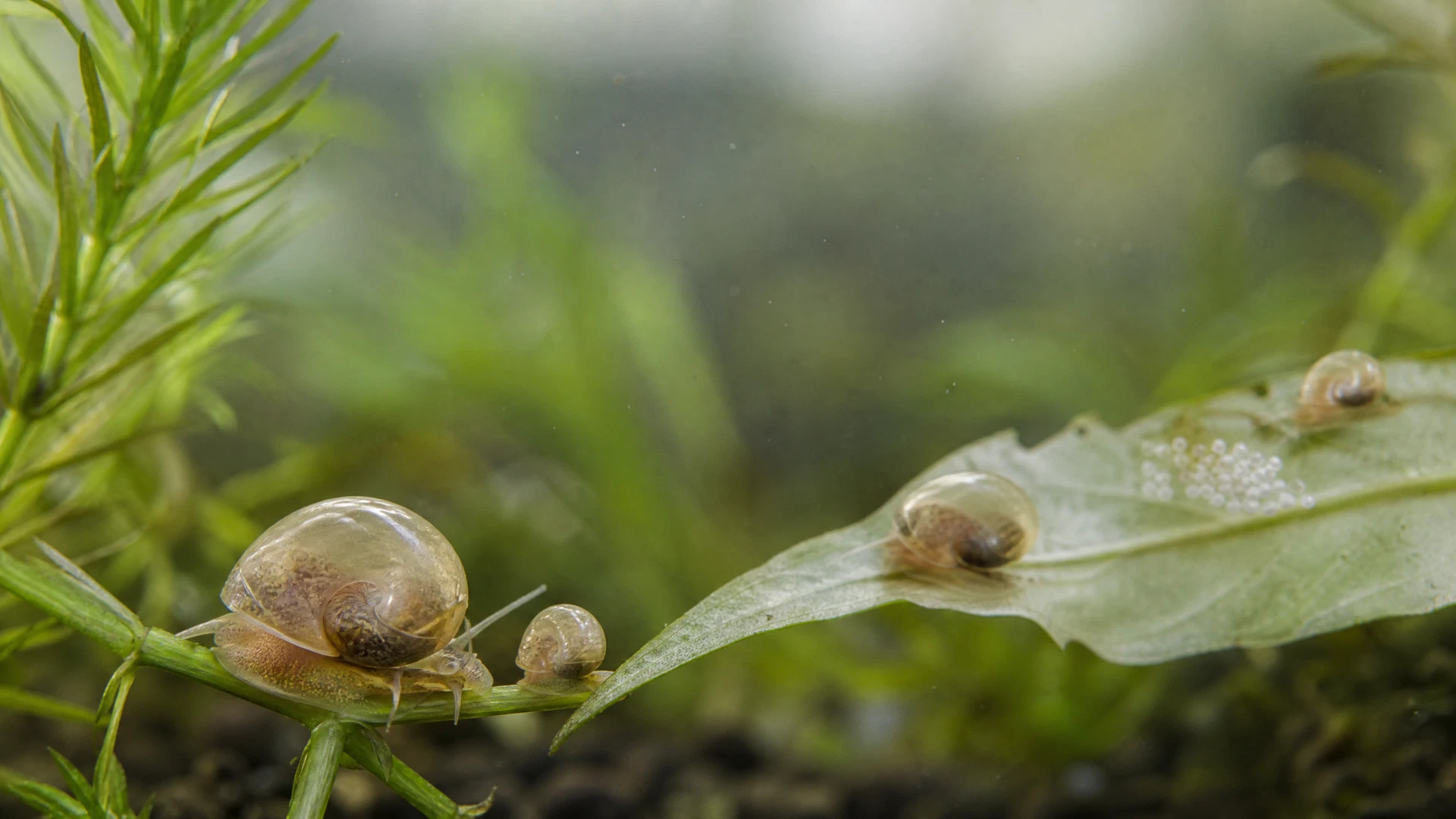 Blasenschnecke auf einer Wasserpflanze im natürlichen Aquarium
