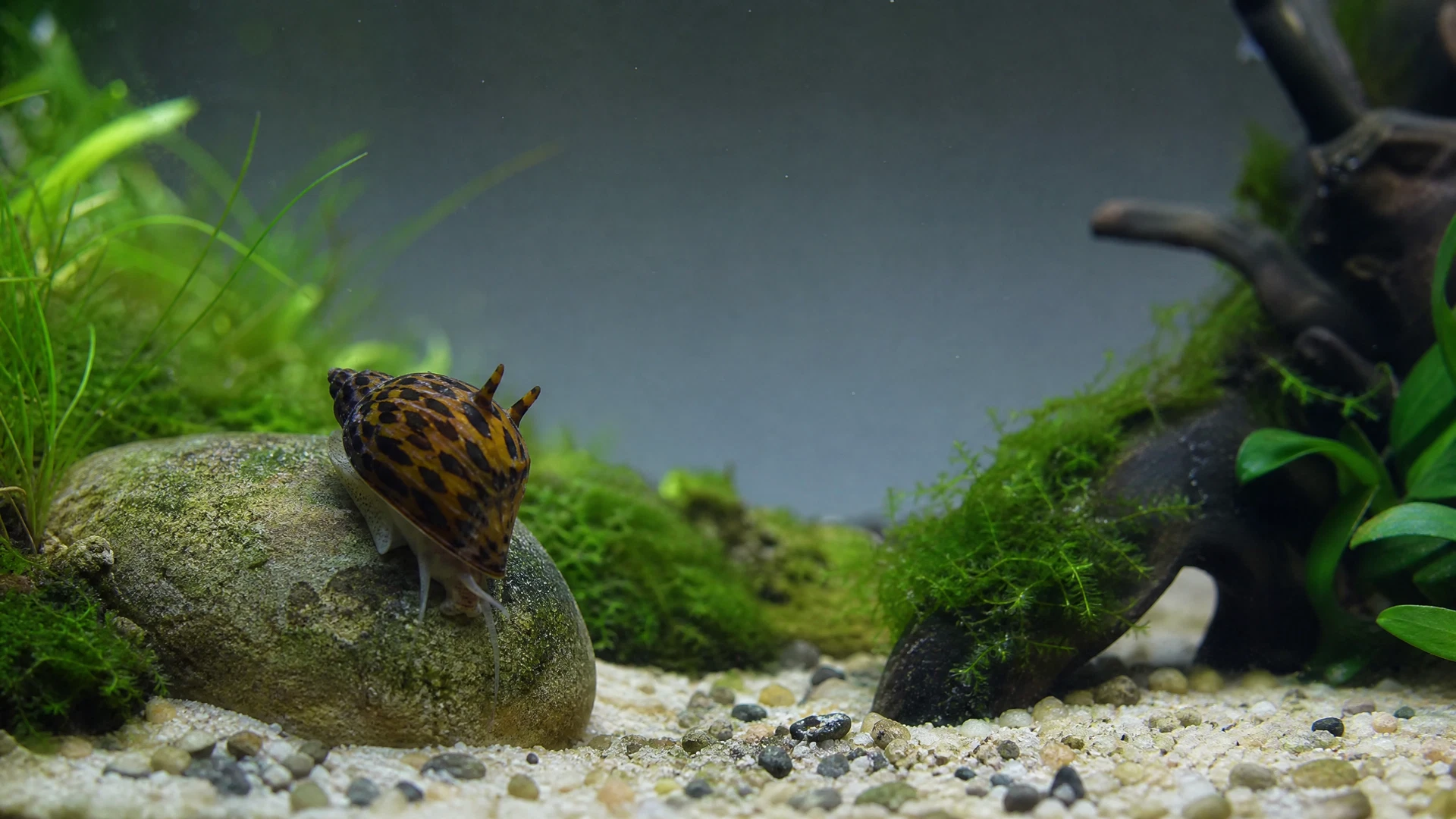 Geweihschnecke mit Hörnern auf einem Stein im Nano-Aquarium