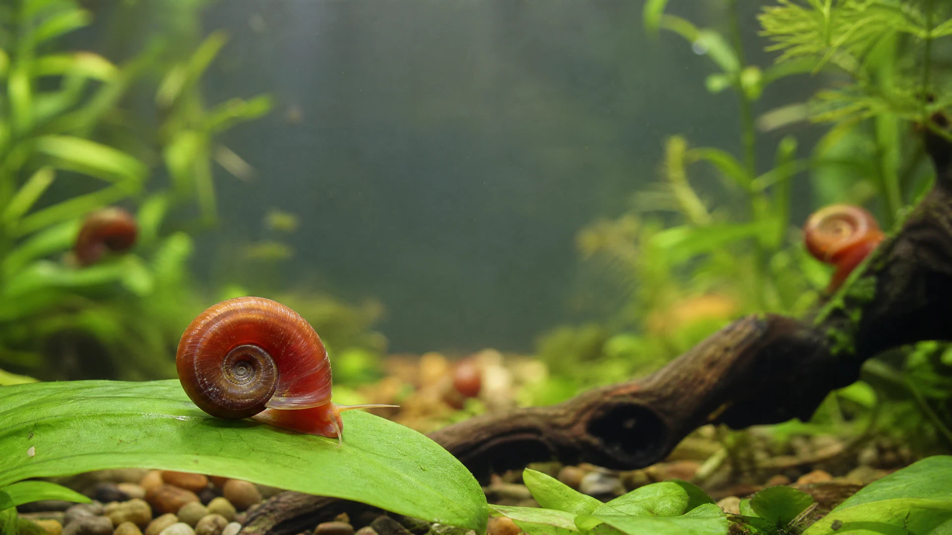 Posthornschnecke auf einem grünen Blatt im bepflanzten Aquarium