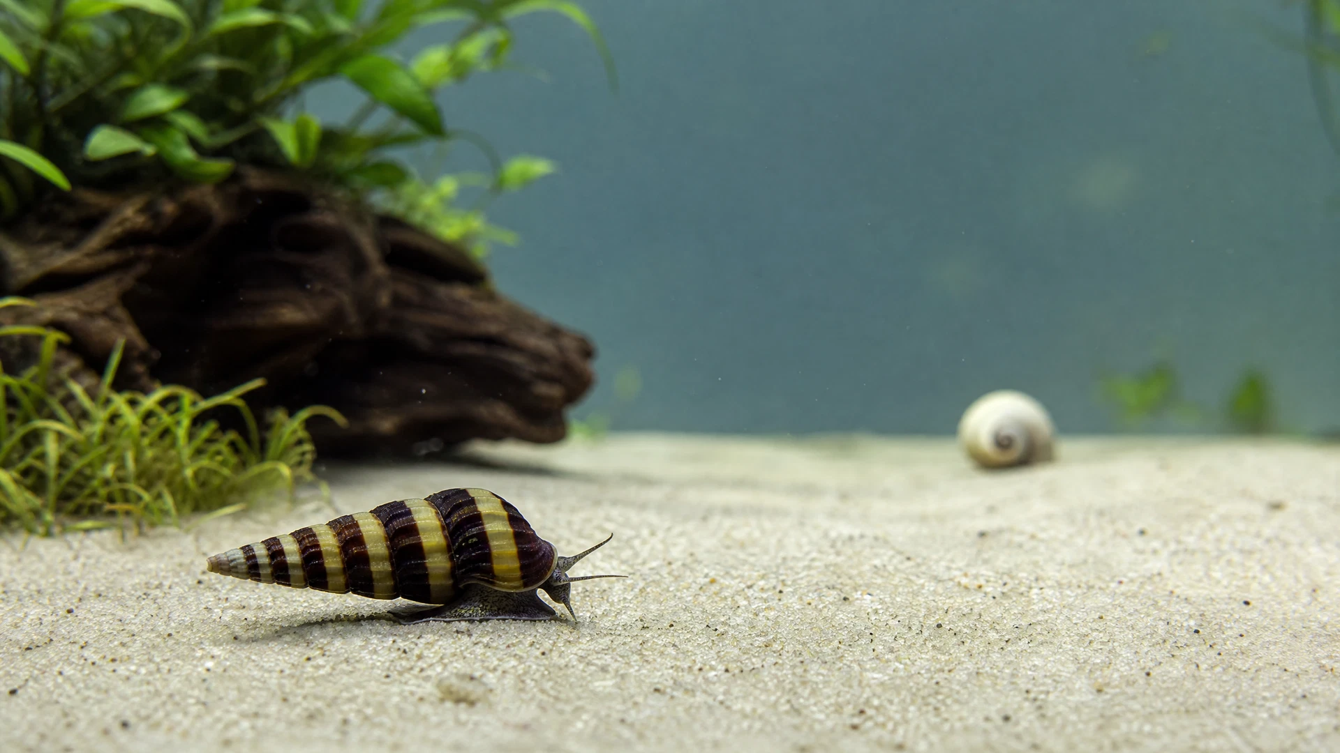 Raubschnecke mit gelb braun gebändertem Gehäuse auf feinem Sand