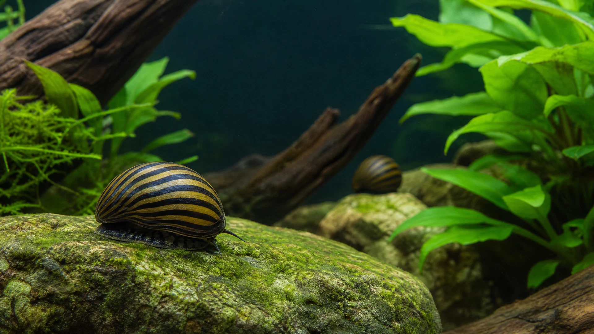 Zebra-Rennschnecke auf einem Naturstein im bepflanzten Aquarium
