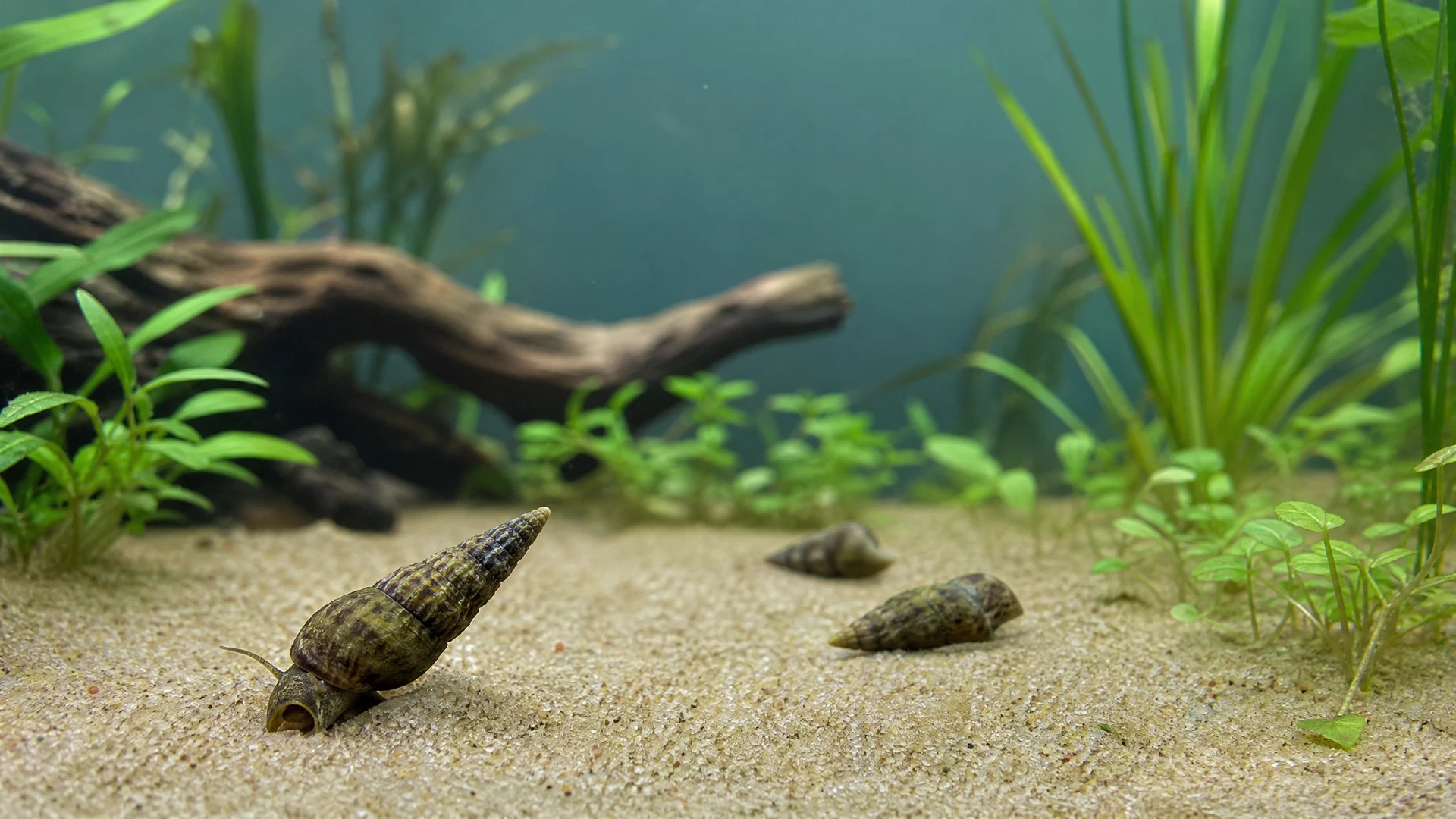 Turmdeckelschnecken im feinen Sand eines bepflanzten Aquariums