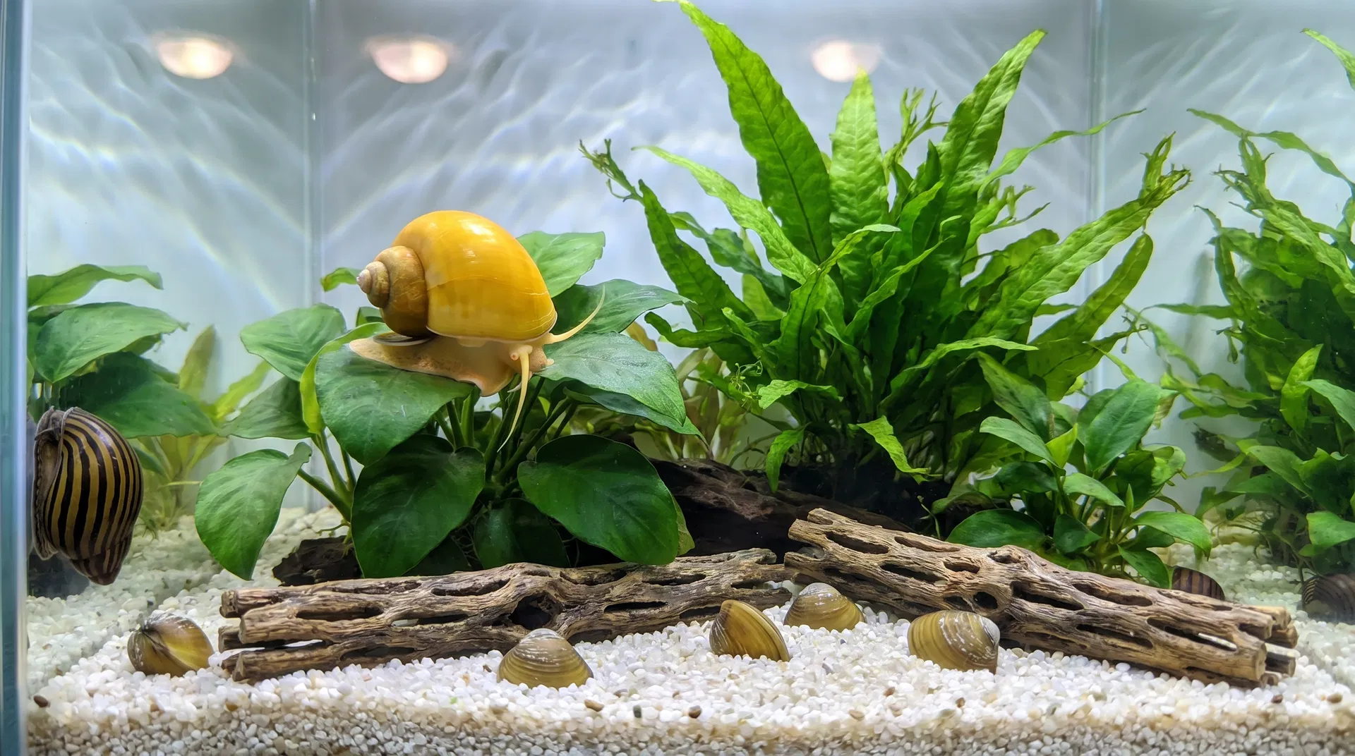 Aquarienschnecken im bepflanzten Aquarium