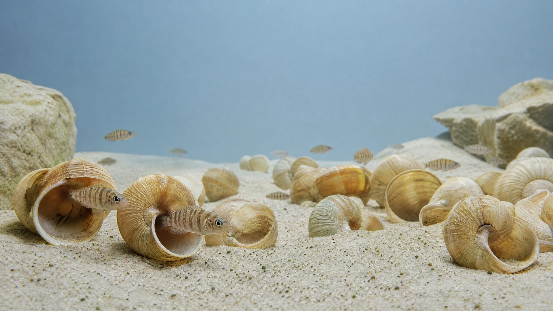 Schneckenbuntbarsche Neolamprologus multifasciatus zwischen Schneckenhäusern auf hellem Tanganjika-Sand