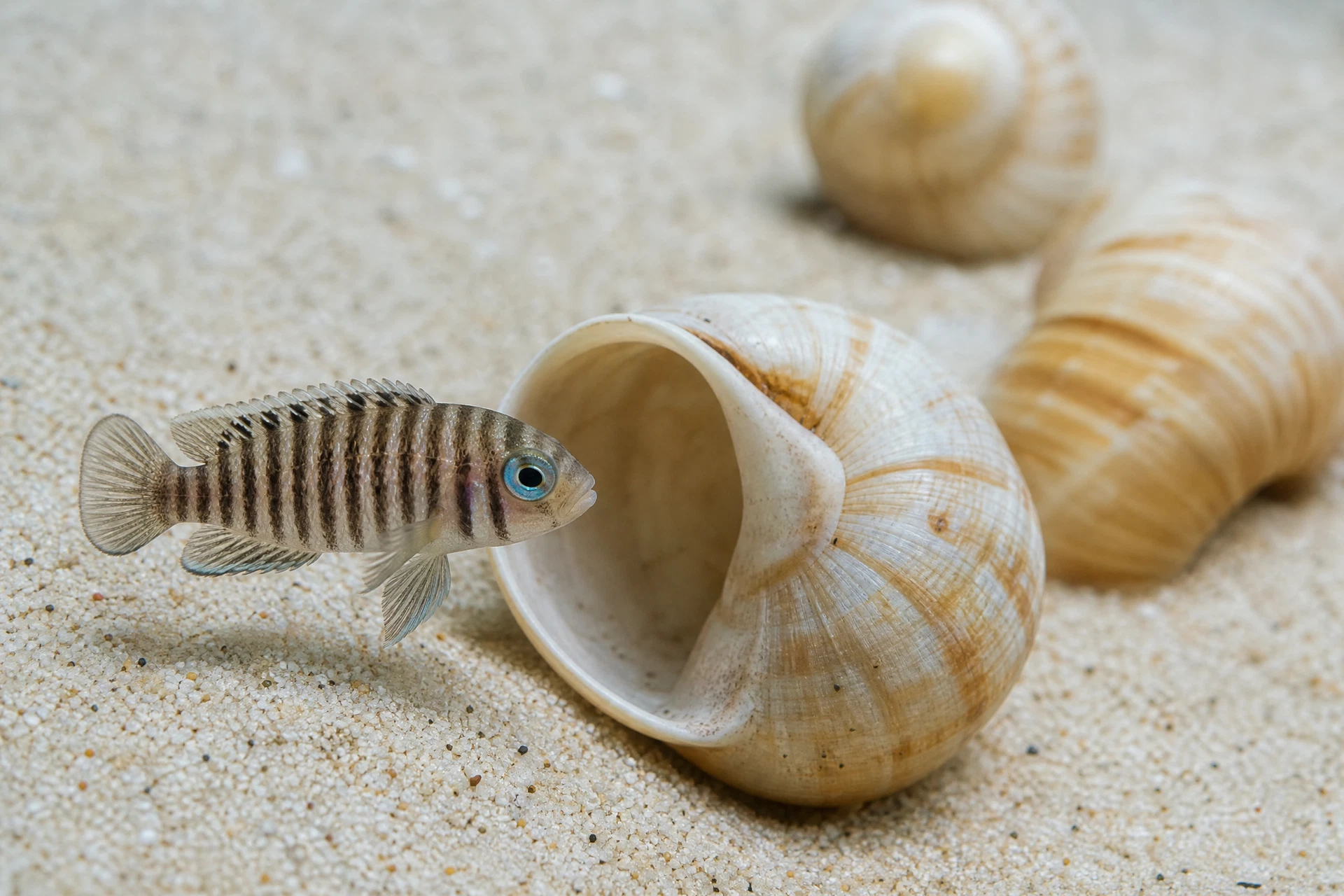 Schneckenbuntbarsch (Neolamprologus multifasciatus)