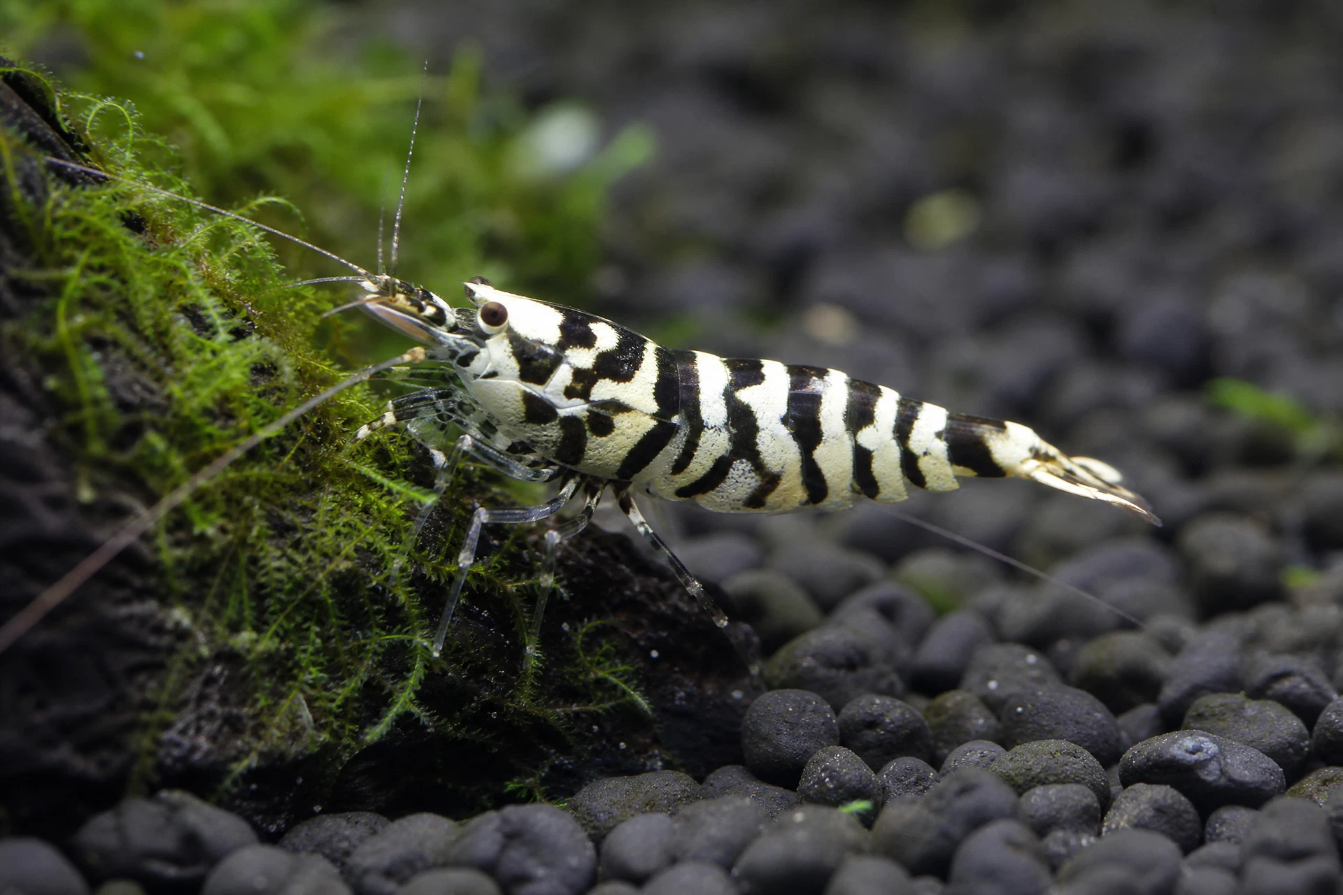 Schwarze Zebra Pinto (Caridina sp. „Zebra Pinto“)