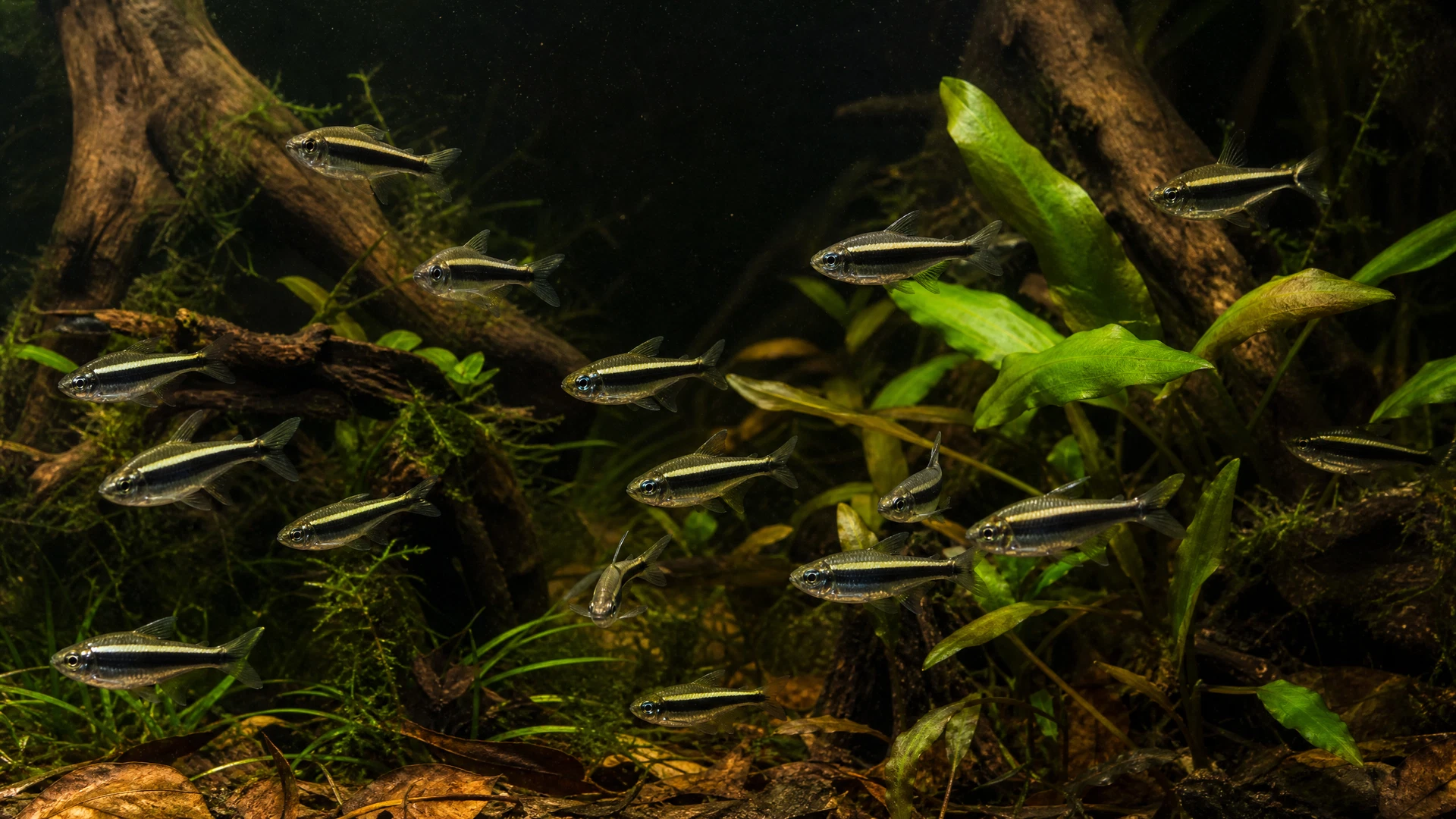 Schwarzer Neon (Hyphessobrycon herbertaxelrodi)