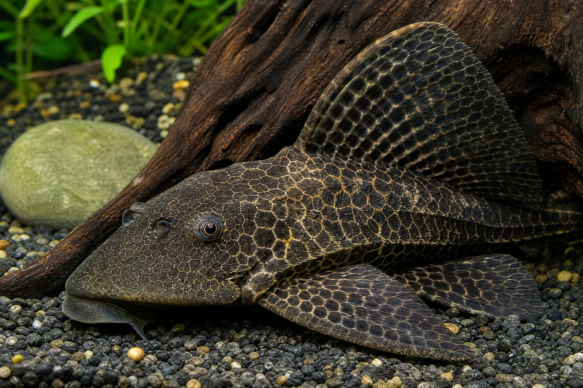 Segelflossen-Harnischwels / Pleco (Pterygoplichthys gibbiceps)