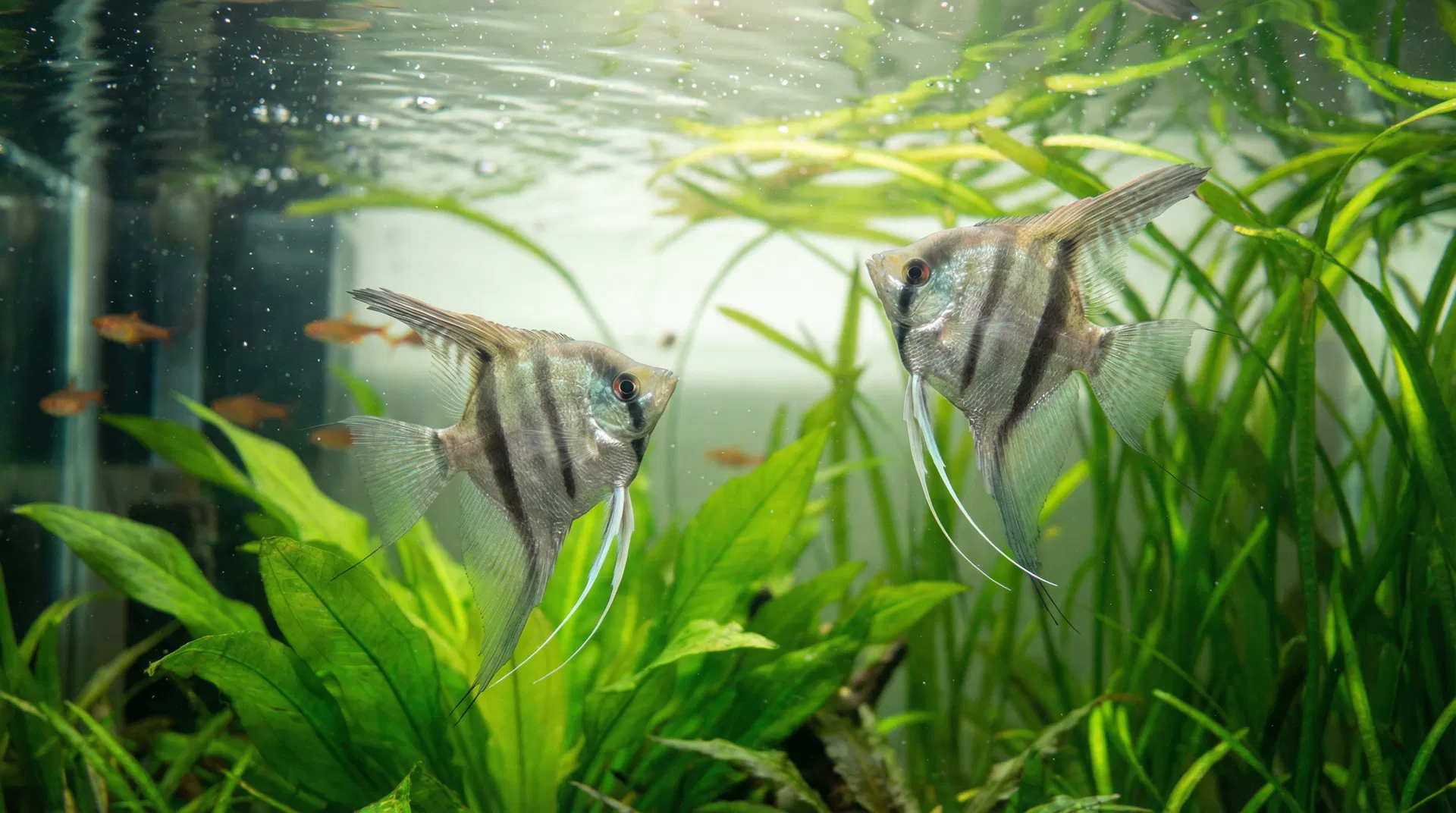 Skalar (Pterophyllum scalare)