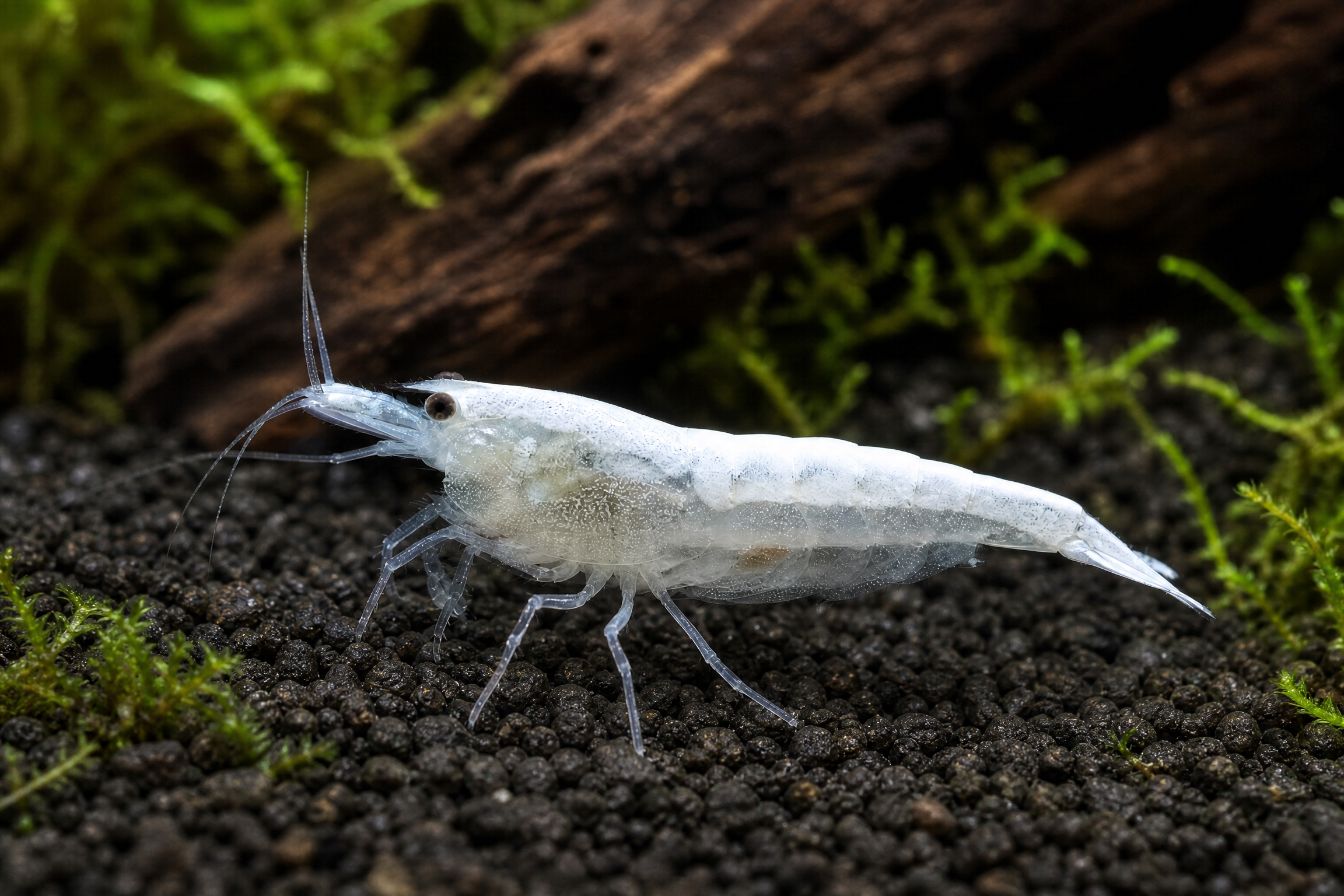 Snowstorm Zwerggarnele (Neocaridina palmata „Snowstorm“)
