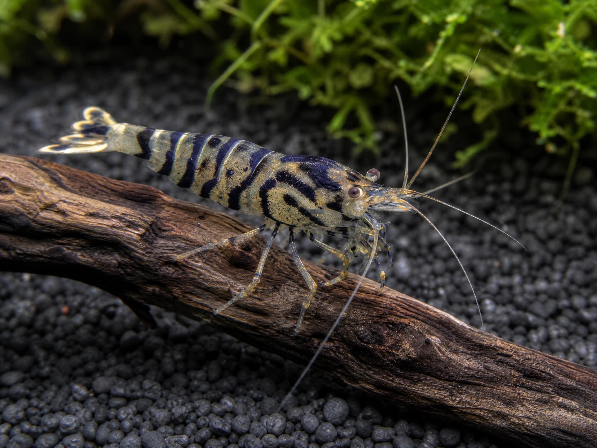Tigergarnele (Caridina mariae)