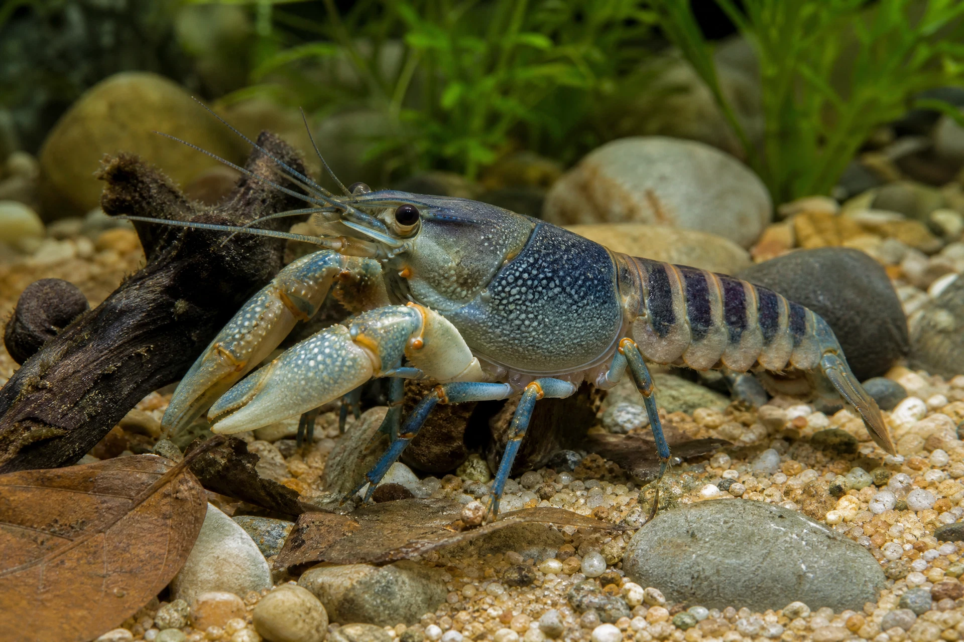 Tigerkrebs (Cherax peknyi)