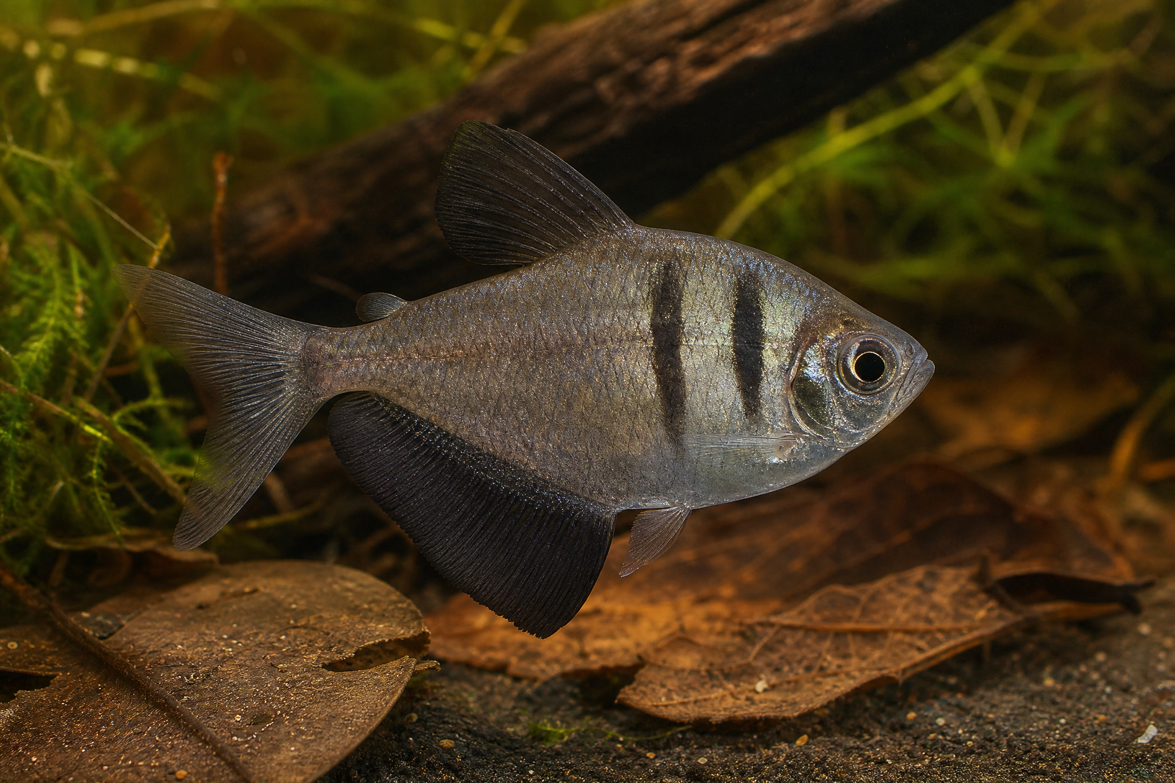 Trauermantelsalmler (Gymnocorymbus ternetzi)