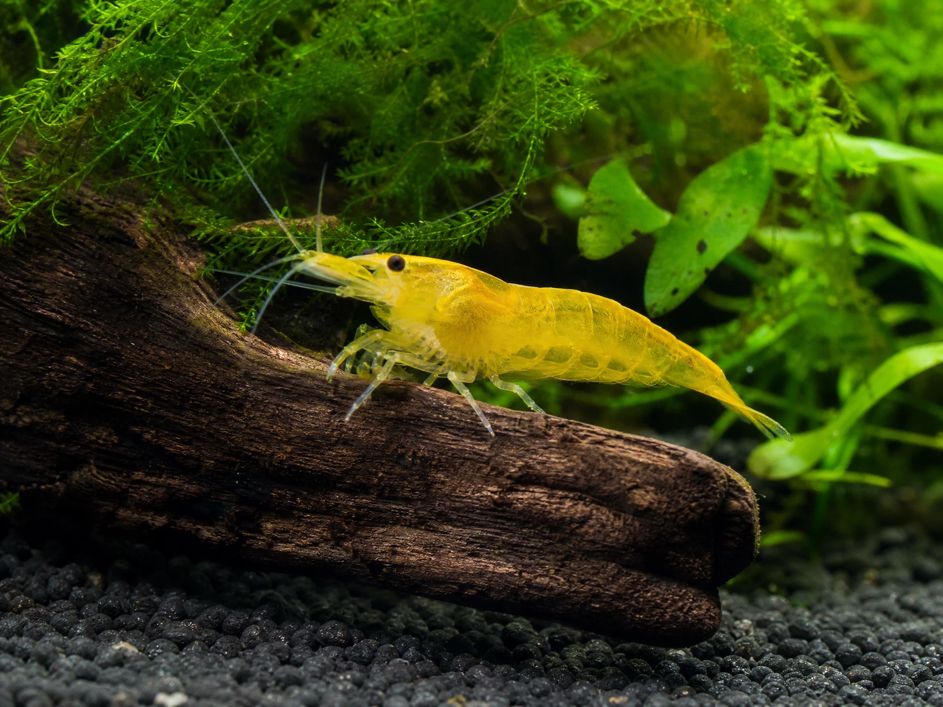 Yellow Fire Garnele (Neocaridina davidi „Yellow“)