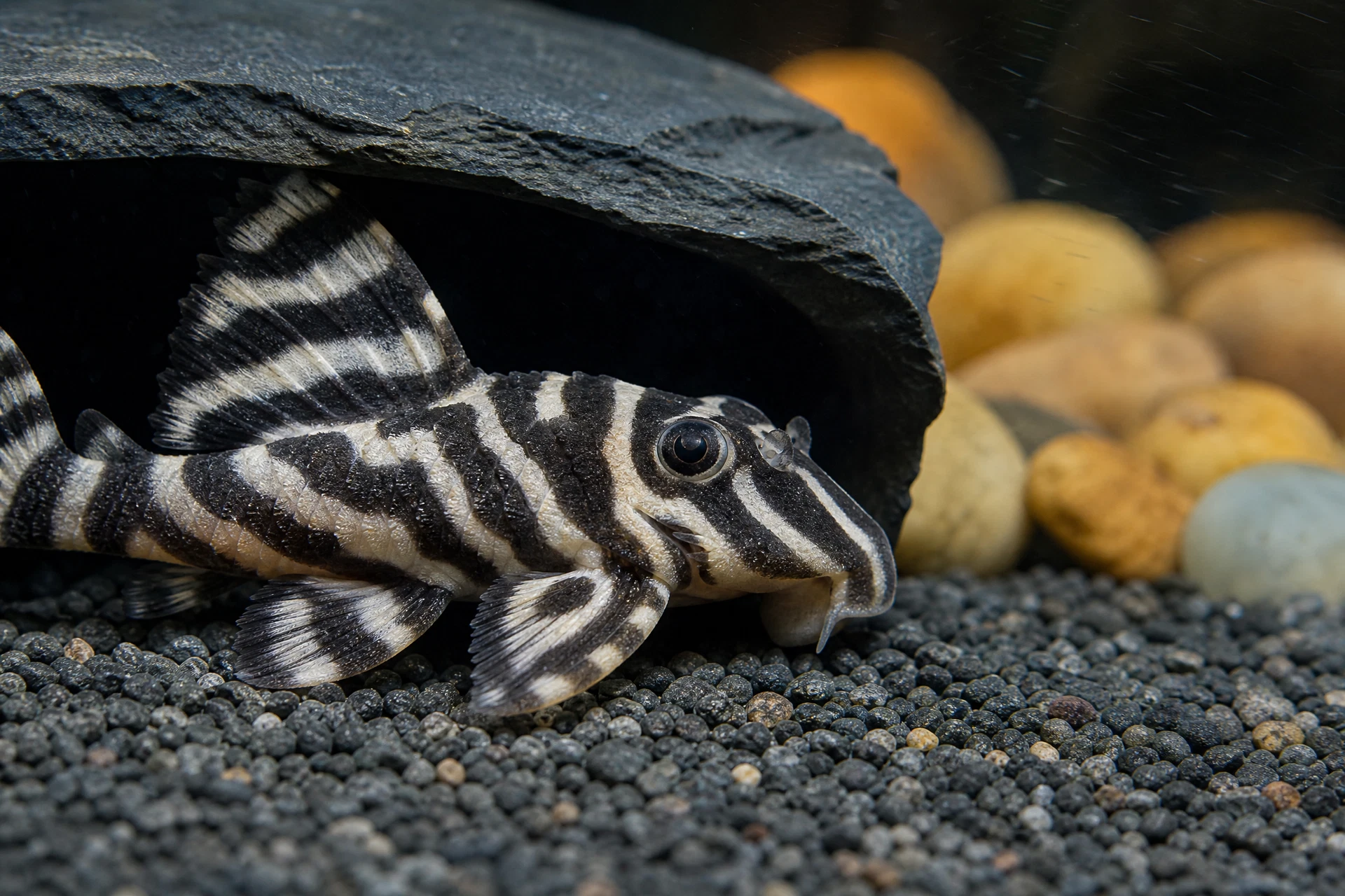 Zebra-Harnischwels (L46) (Hypancistrus zebra)
