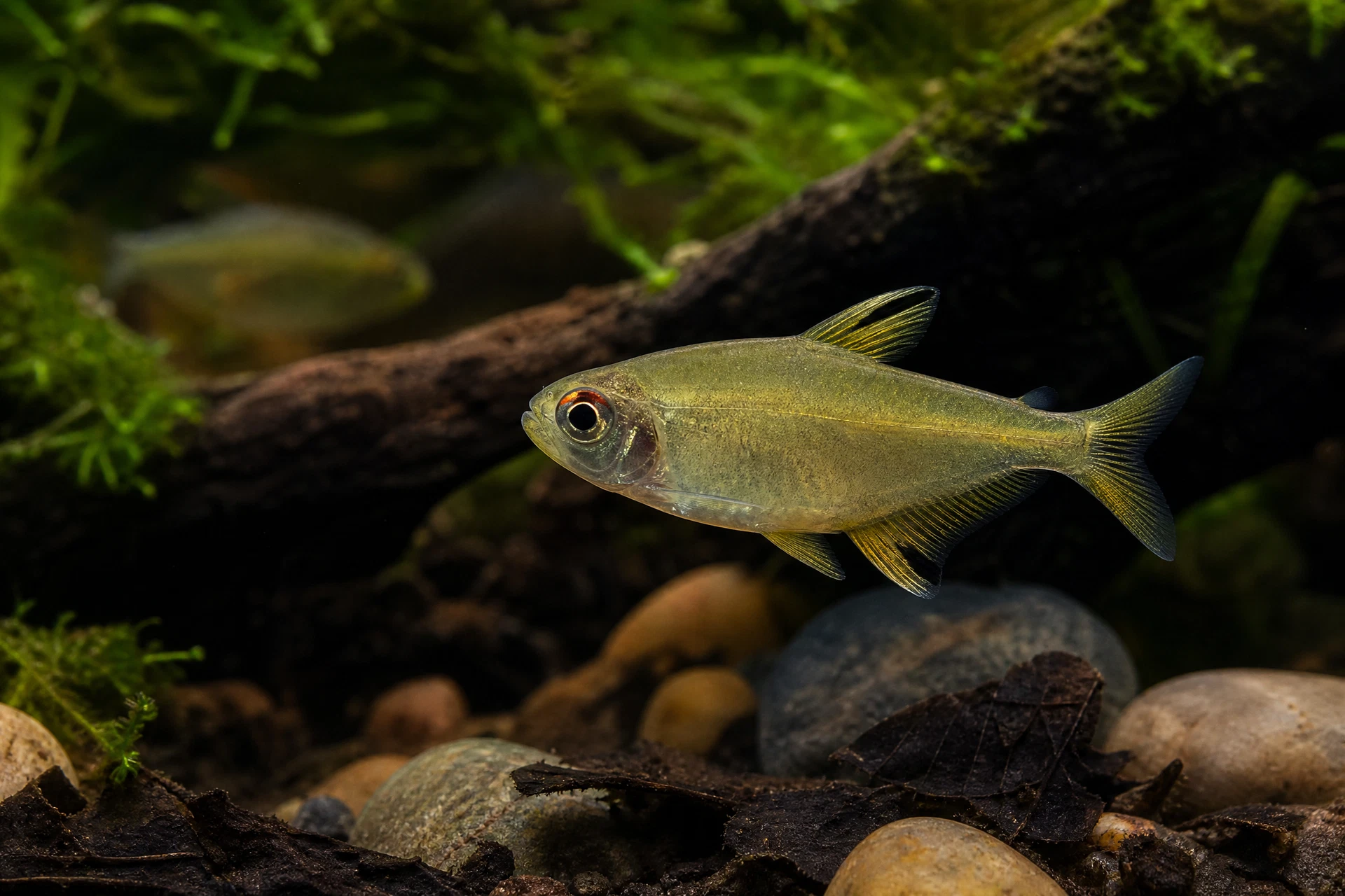 Zitronensalmler (Hyphessobrycon pulchripinnis)