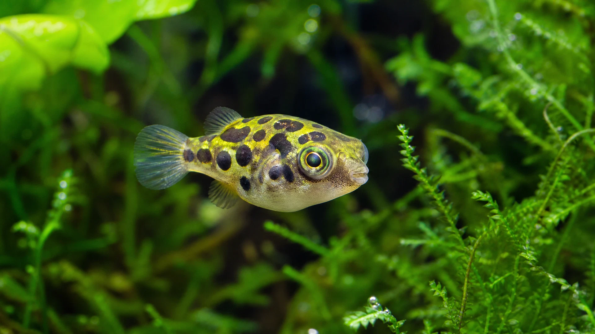 Zwergkugelfisch (Carinotetraodon travancoricus)